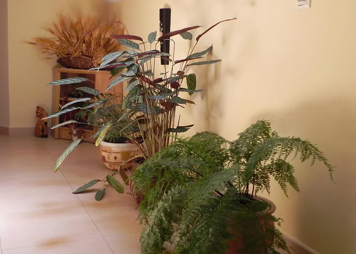 O Lar De Carmina Konukevi Devesa